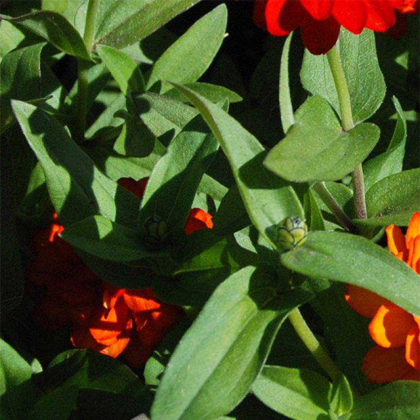 Zinnia zahara Double Fire (Fogliame)