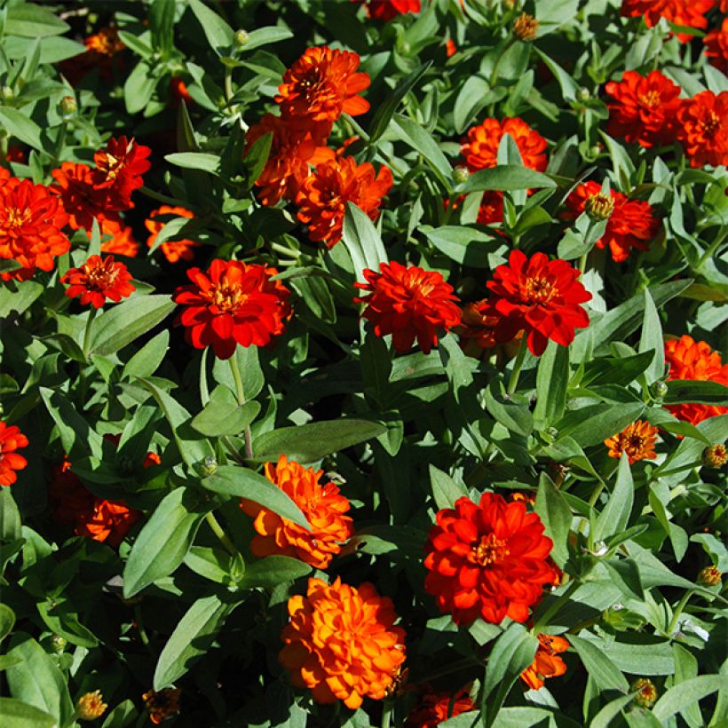 Zinnia zahara Double Fire (Fioritura)