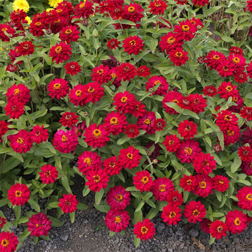 Zinnia Profusion Hot Cherry (Fioritura)