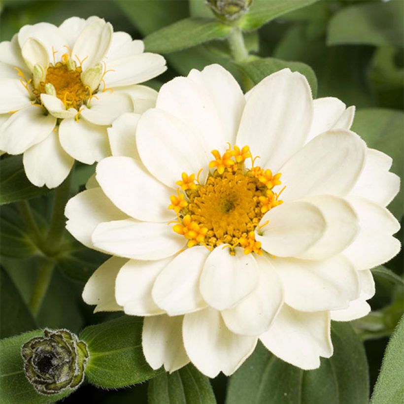 Zinnia Zahara Double White (Fioritura)