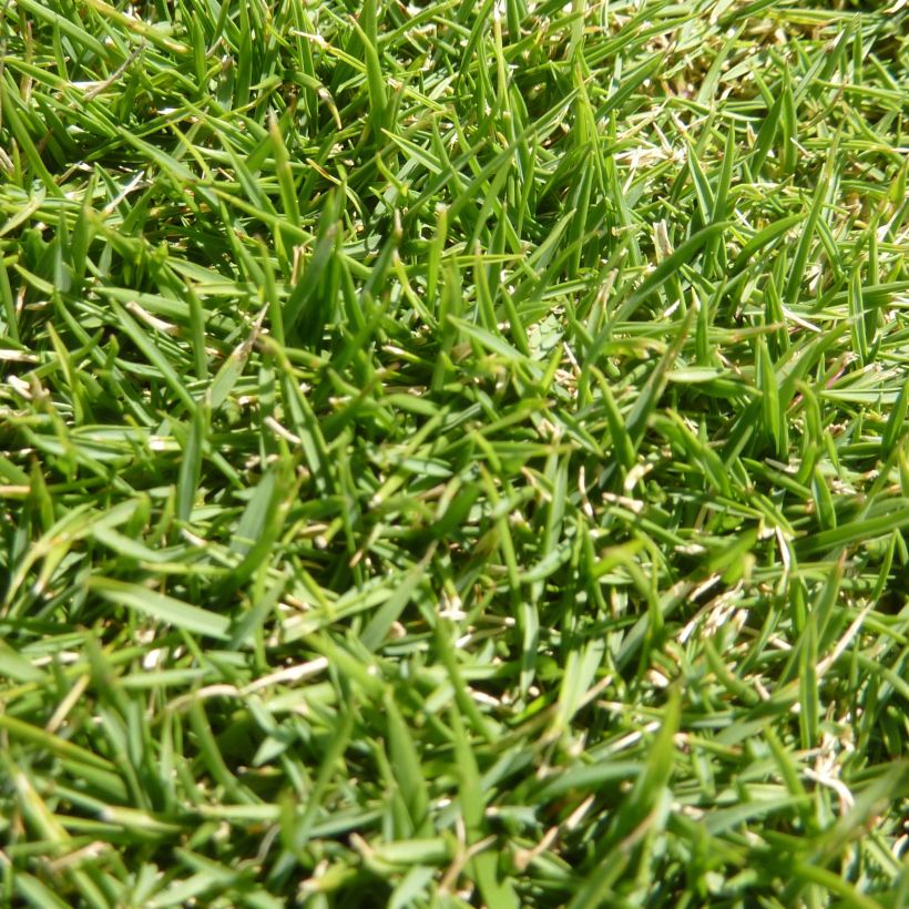 Zoysia tenuifolia (Fogliame)