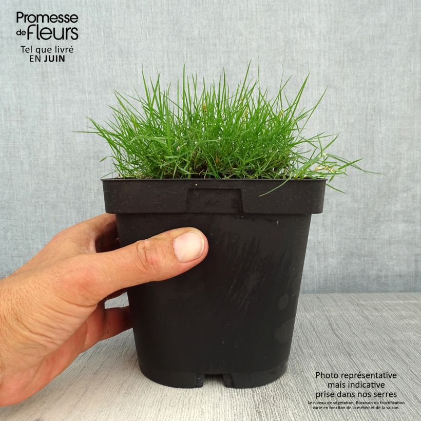 Zoysia tenuifolia - Gazon des Mascareignes Pot de 2/3 L esemplare consegnato in primavera