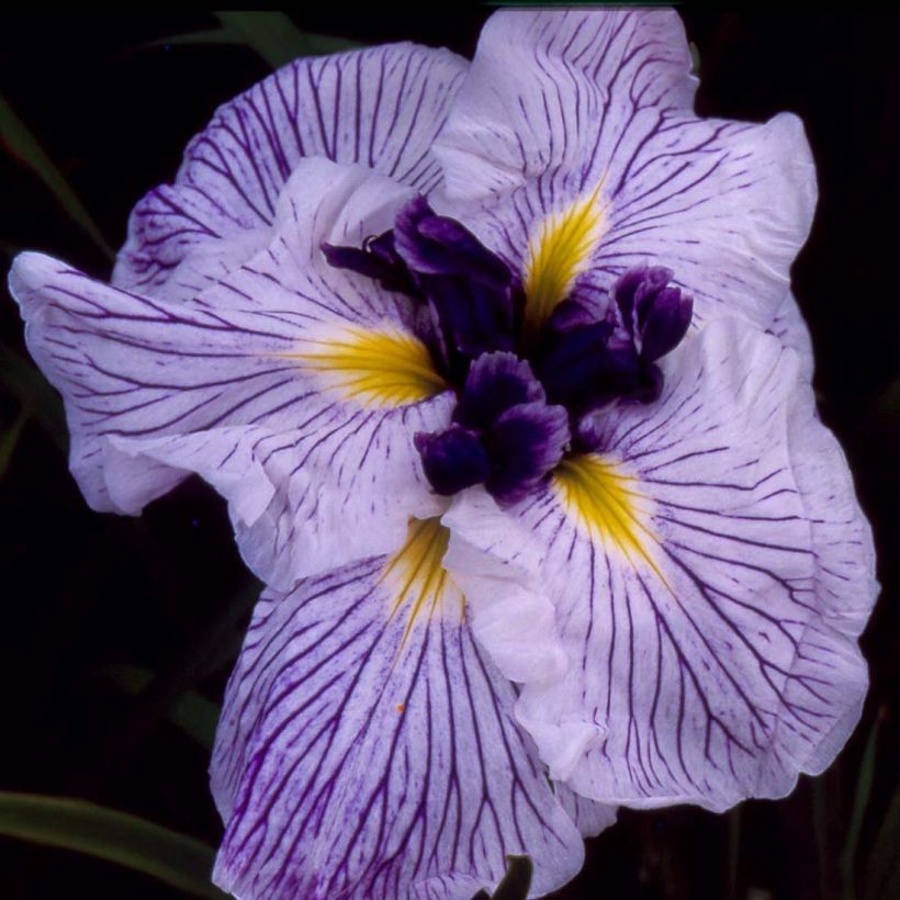 Iris ensata Caprician Butterfly - Iris giapponese (Fioritura)