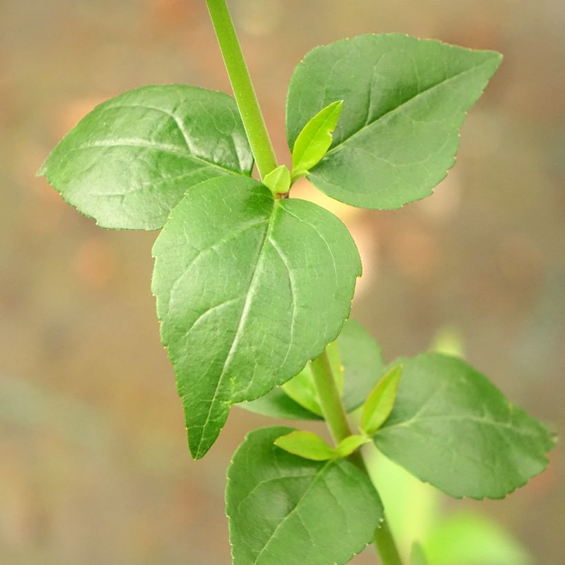 Abelia grandiflora Semperflorens (Fogliame)