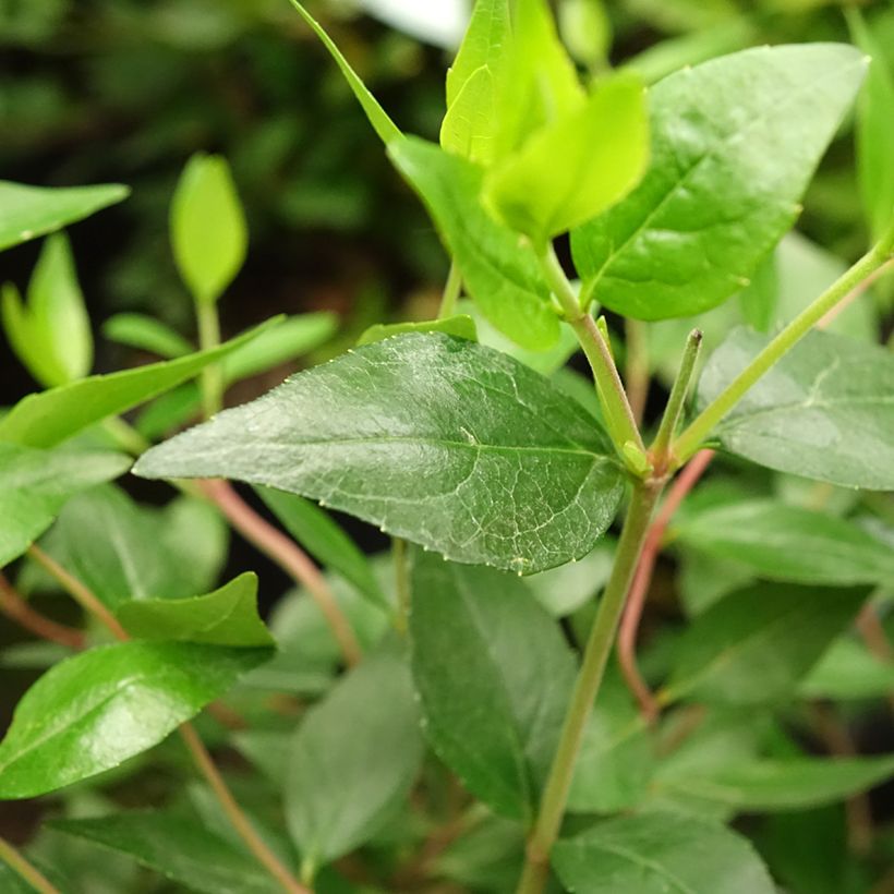 Abelia grandiflora Sherwood (Fogliame)