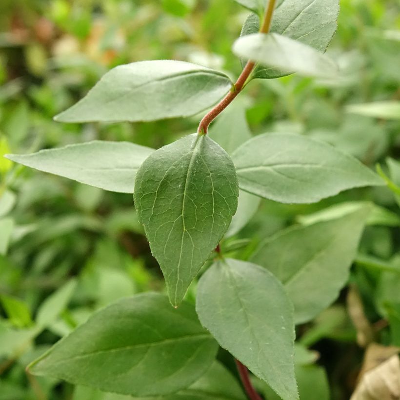 Abelia chinensis Autumn Festival (Fogliame)