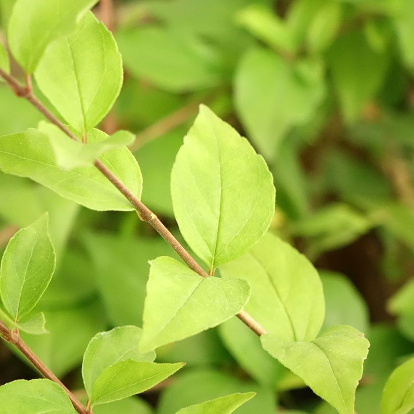 Abelia chinensis White Surprise (Fogliame)