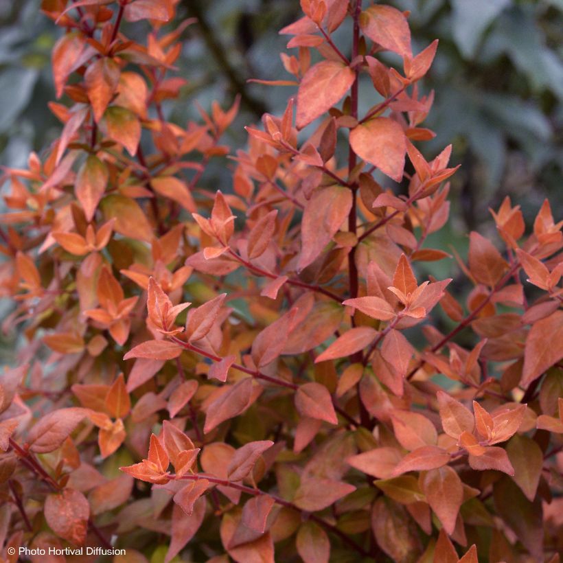 Abelia grandiflora Caramel Charm (Porto)