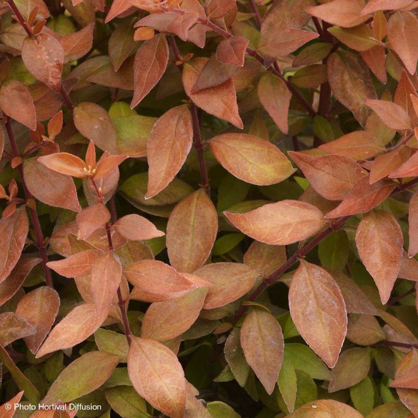 Abelia grandiflora Caramel Charm (Fogliame)