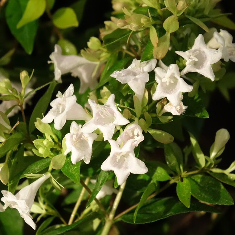 Abelia grandiflora Caramel Charm (Fioritura)