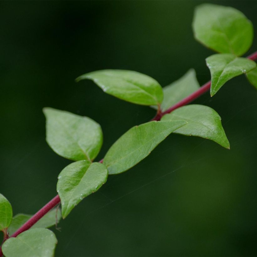 Abelia grandiflora Francis Mason (Fogliame)