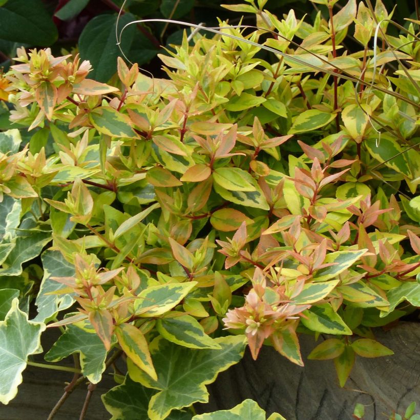 Abelia grandiflora Kaleidoscope (Fogliame)