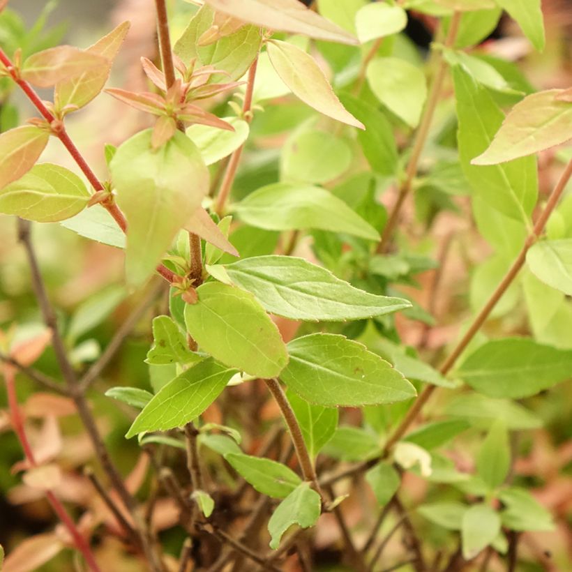 Abelia grandiflora Pisto (Fogliame)