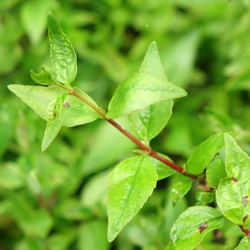 Abelia grandiflora Prostrata (Fogliame)