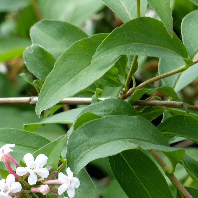 Abelia mosanensis Monia (Fogliame)