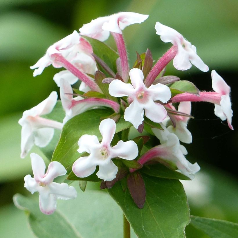 Abelia mosanensis Monia (Fioritura)