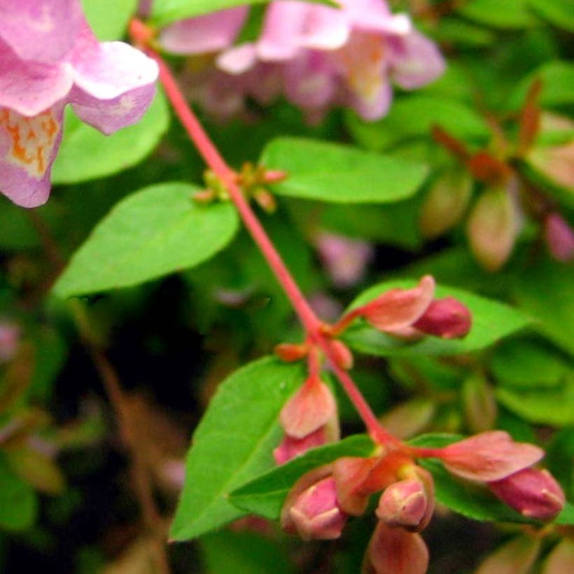 Abelia parviflora Bumble Bee (Fogliame)