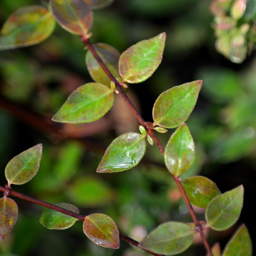 Abelia grandiflora Petite Garden Minedward (Fogliame)