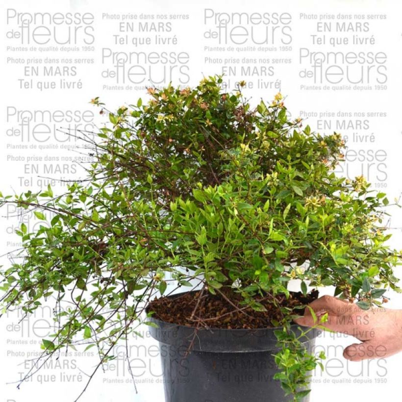 Esempio di esemplare Abelia Petite Garden Minedward Pot de 2L/3L come consegnato