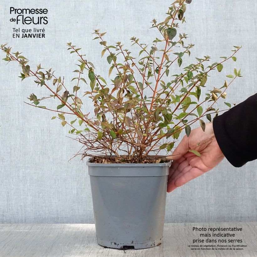 Abelia Pink Pong en pot de 3L/4L esemplare consegnato in inverno