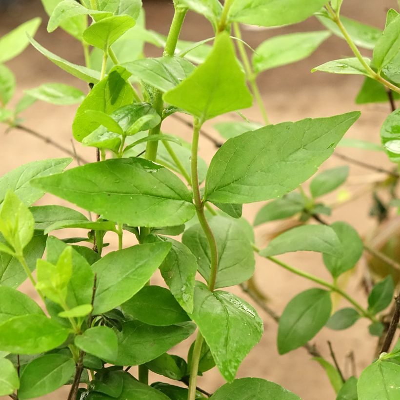 Abelia Raspberry Profusion (Fogliame)