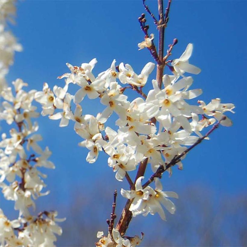 Abeliophyllum distichum - Forsizia bianca (Fioritura)