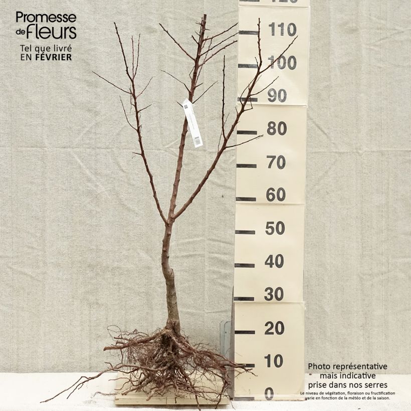 Abricotier Polonais Bio Racines nues esemplare consegnato in inverno