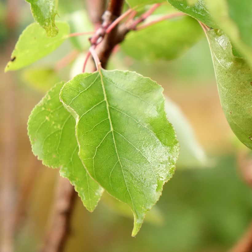 Albicocco Polonais (Fogliame)