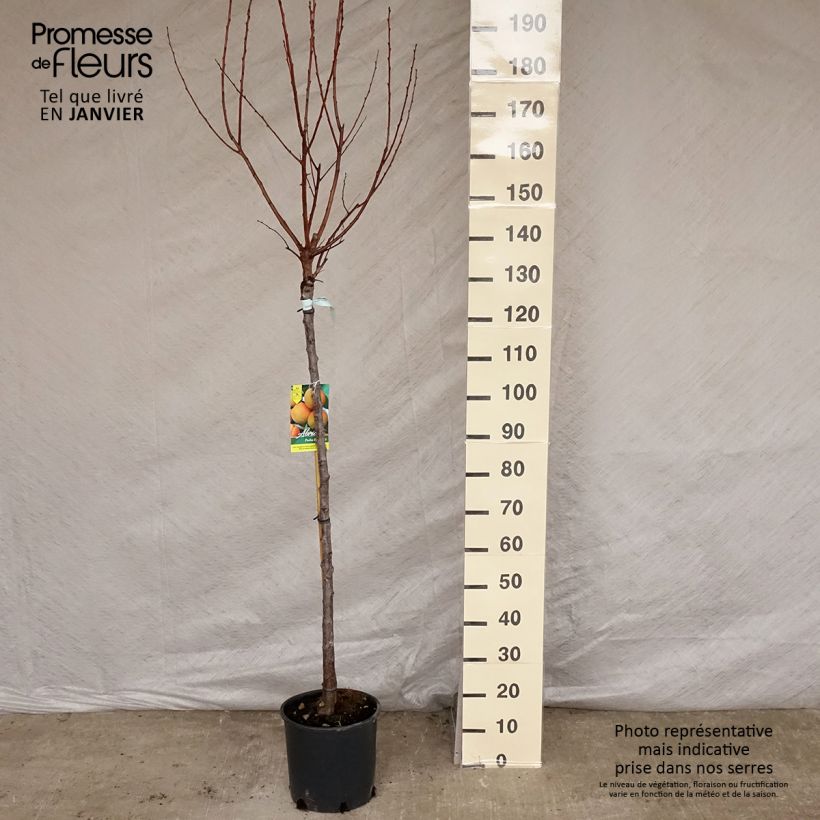 Abricotier - Prunus armeniaca Peche Nancy Demi-tige en pot de 7,5l/10l esemplare consegnato in inverno