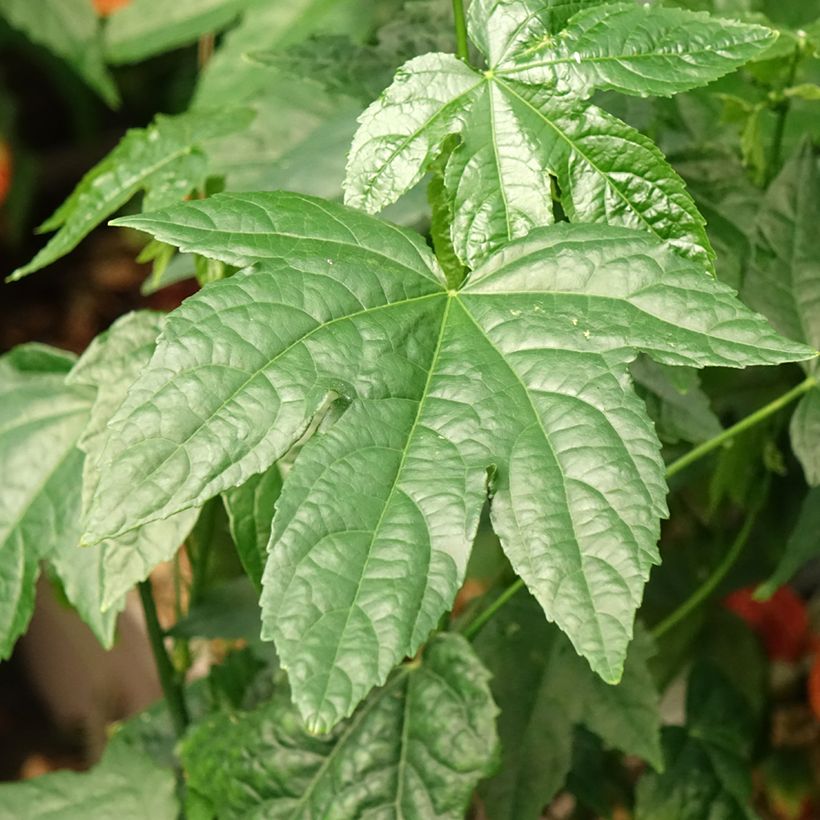 Abutilon striatum Redvein (Fogliame)