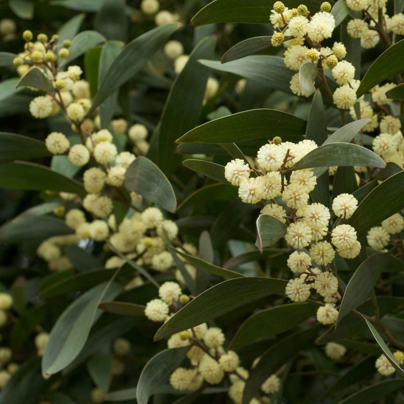 Acacia melanoxylon - Acacia nera (Fioritura)