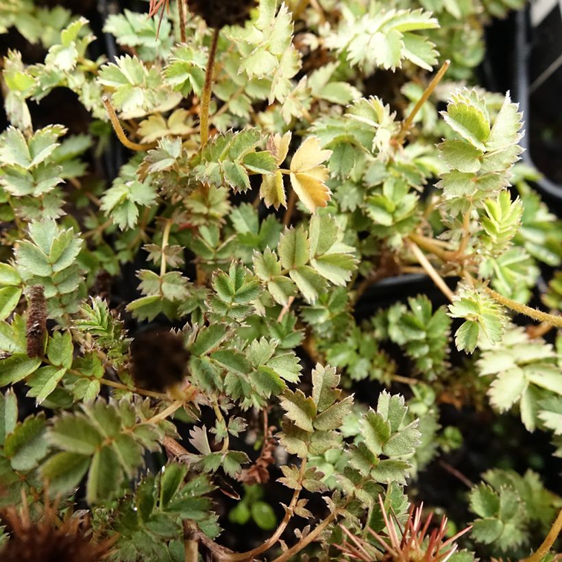 Acaena microphylla Dichte Matte (Fogliame)