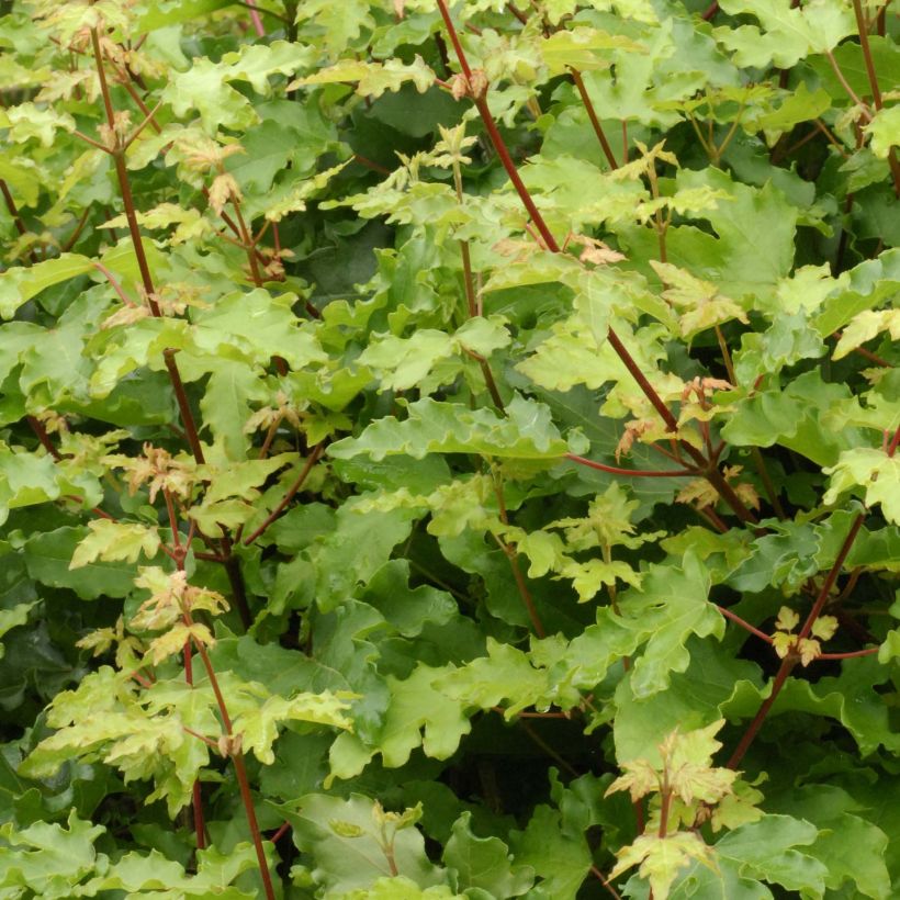 Acer campestre Nanum (Fogliame)