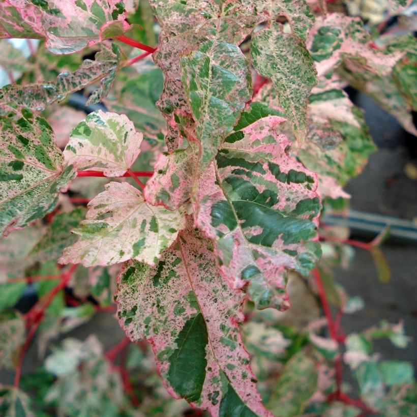 Acer conspicuum Red Flamingo - Acero pelle di serpente (Fogliame)