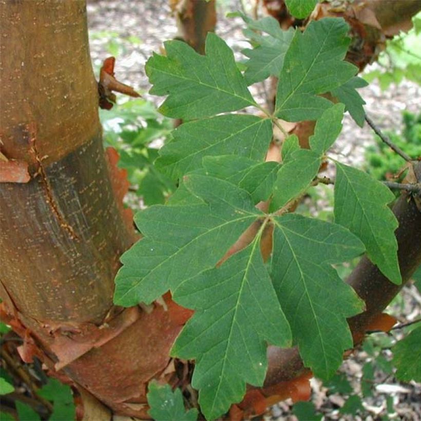 Acer griseum - Acero grigio (Fogliame)