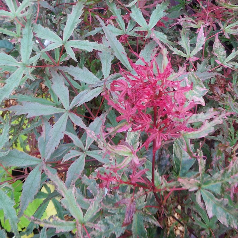 Acer palmatum Beni Komachi - Acero giapponese (Fogliame)