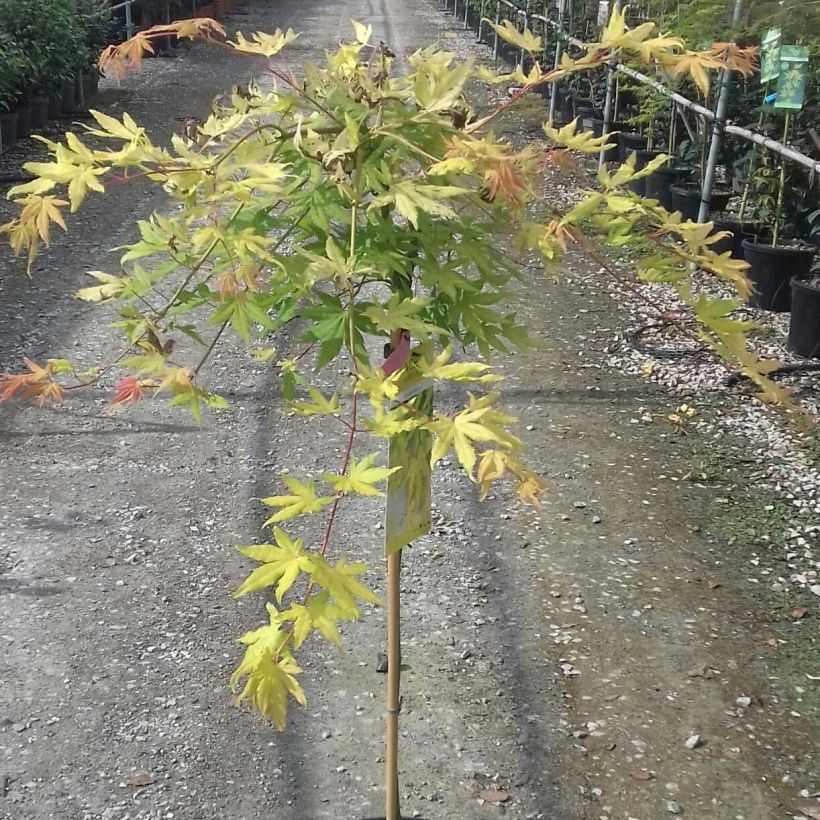 Acer palmatum Cascade Gold - Acero giapponese (Fogliame)