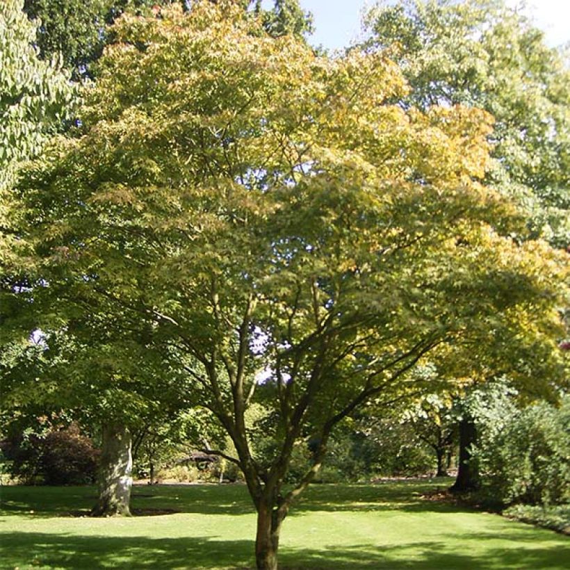 Acer palmatum Osakazuki - Acero giapponese (Porto)