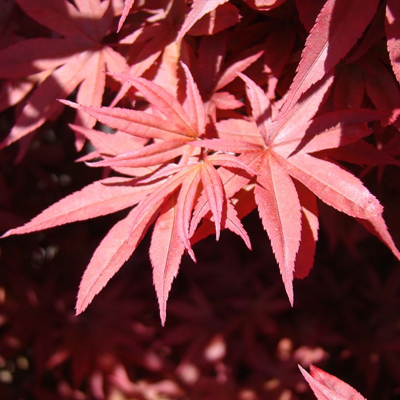 Acer palmatum Twomblys Red Sentinel - Acero giapponese (Fogliame)