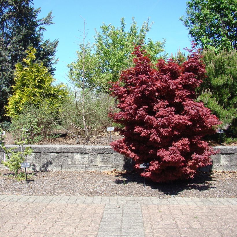 Acer palmatum Twomblys Red Sentinel - Acero giapponese (Porto)