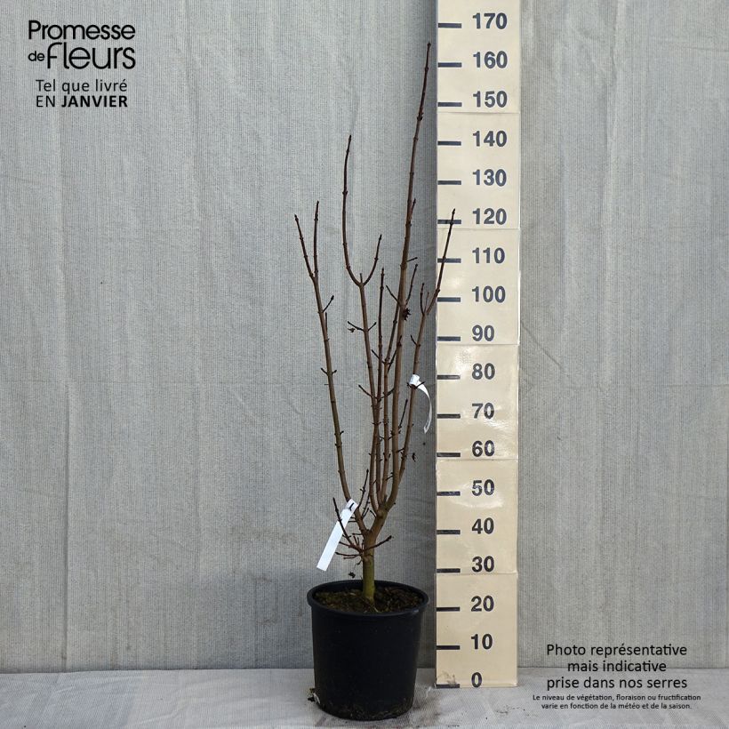 Acer platanoides Crimson Sentry - Érable plane en pot de 12L/15L esemplare consegnato in inverno