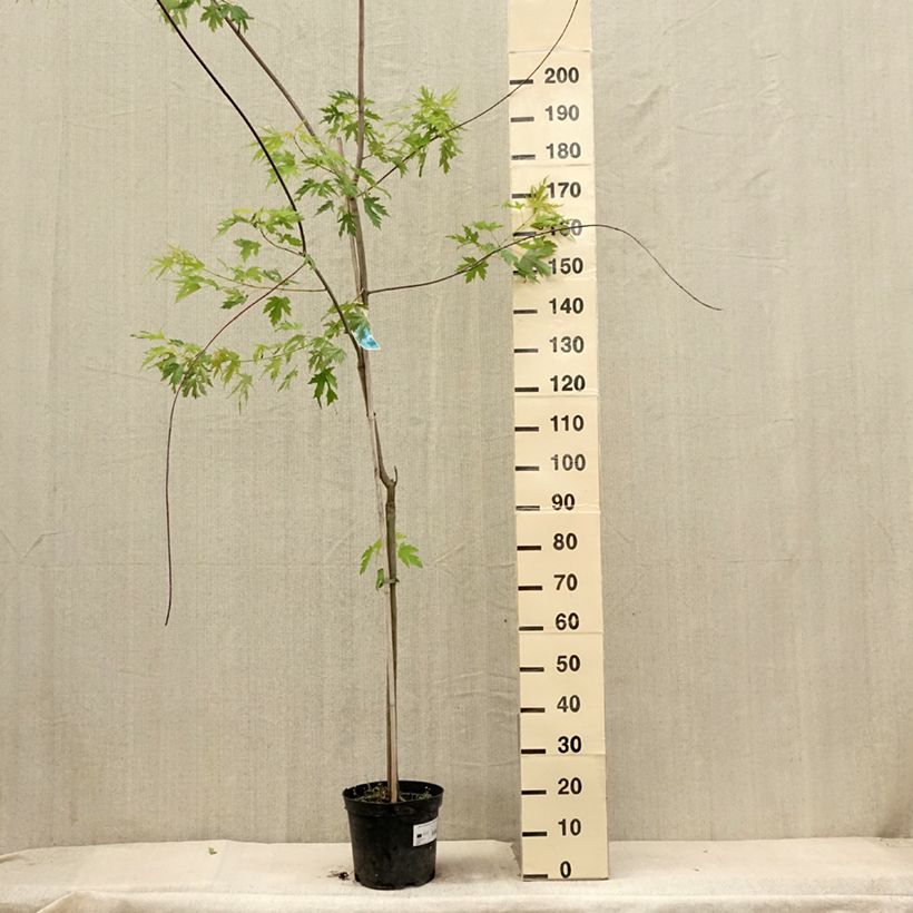 Esemplare di Acer saccharinum Laciniatum Wieri - Érable argenté Pot de 4L/5L consegnato in estate