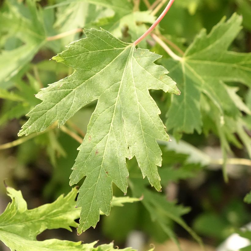 Acer saccharinum Laciniatum Wieri (Fogliame)