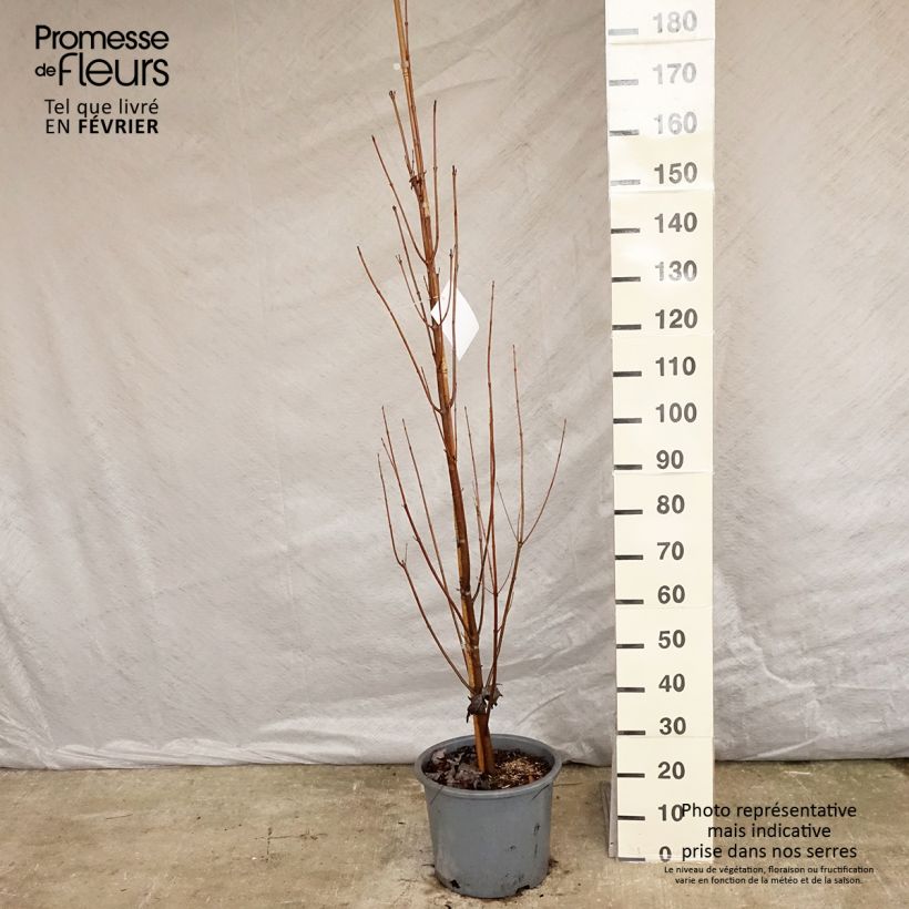 Acer saccharinum Pyramidale - Érable argenté Pot de 15L esemplare consegnato in inverno