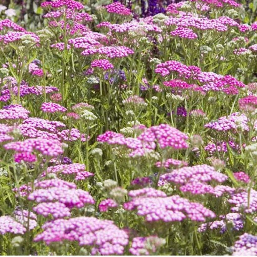 Achillea millefolium Lilac Beauty (Porto)