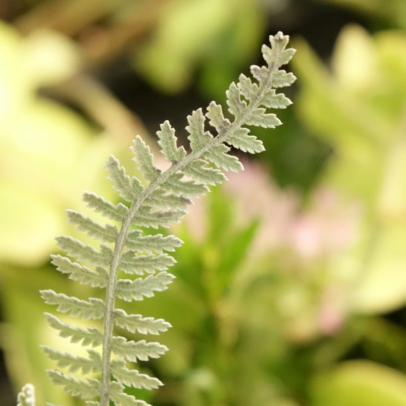 Achillea clypeolata (Fogliame)