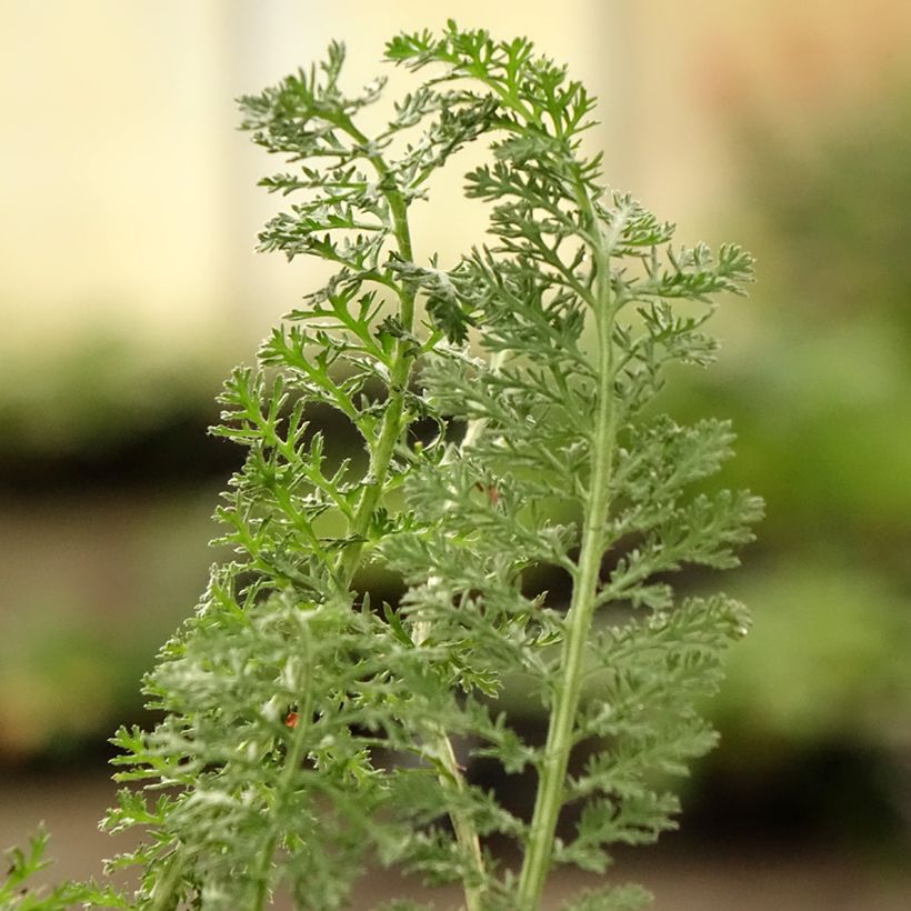 Achillea Little Moonshine (Fogliame)