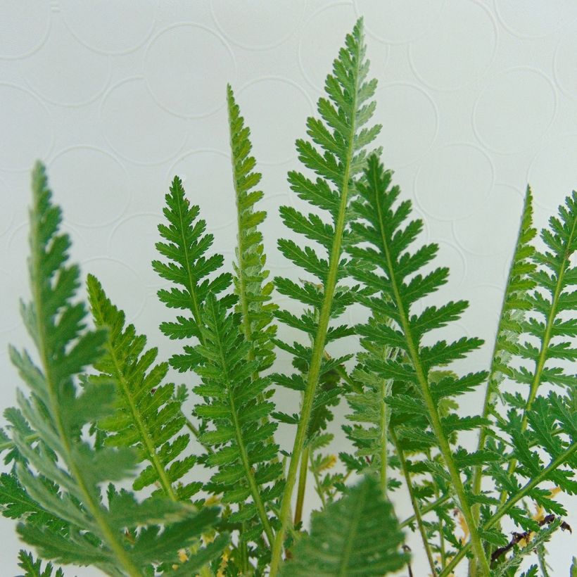 Achillea millefolium Tutti Frutti Apricot Delight (Fogliame)