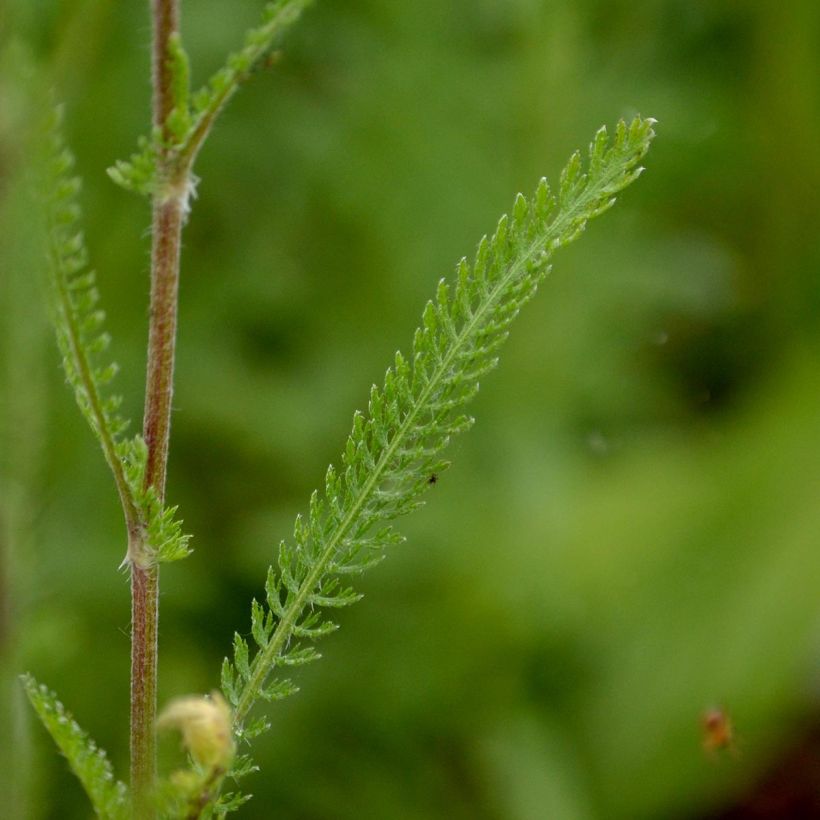 Achillea millefolium Feuerland (Fogliame)