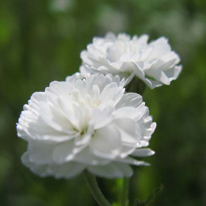 Achillea ptarmica The Pearl (Fioritura)